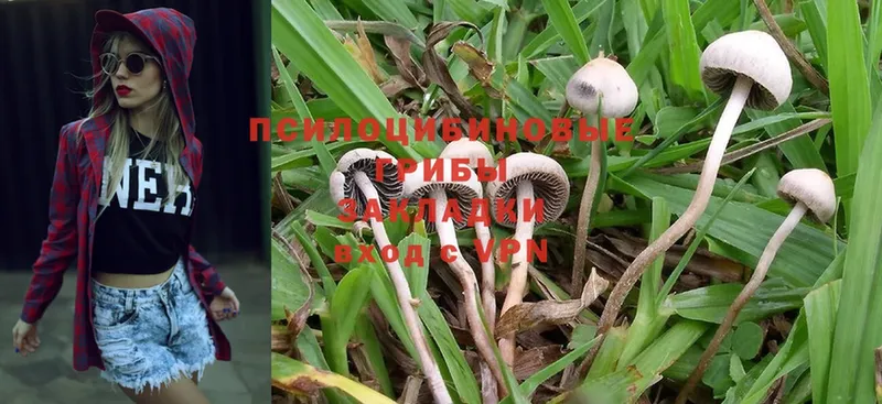 KRAKEN вход  Княгинино  Псилоцибиновые грибы Magic Shrooms 